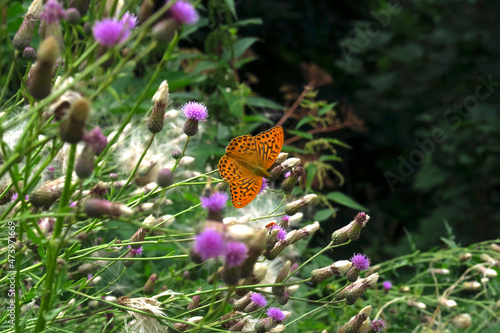Orange spotted butterfly perching on blooming wildflower photo