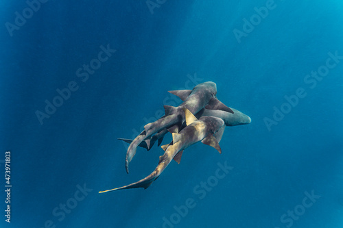 Nurse sharks swimming in deep blue ocean