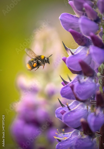 Bumblebee in Flight with Purple Lupin Flowers