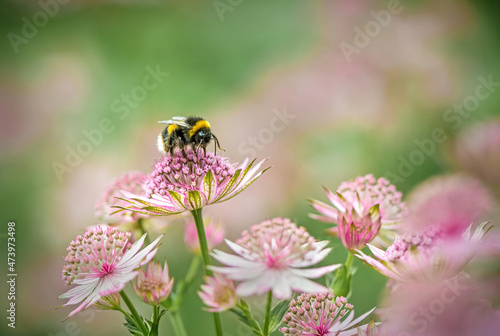 Bumblebee on Astrantia Flowers © Tony