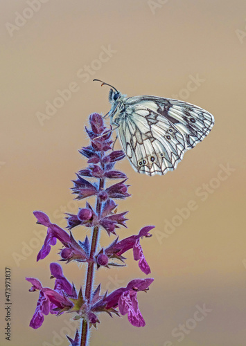 Marbled White Butterfly on Hedge Woundwort Flower