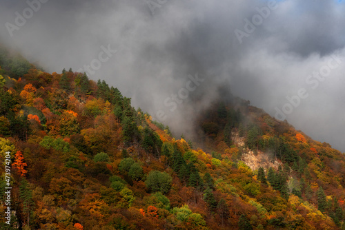 mountain slopes covered with dense trees autumn forest with clouds