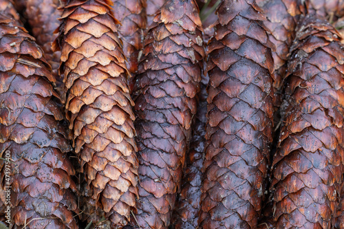 Group of ordered brown autumn forest cones.