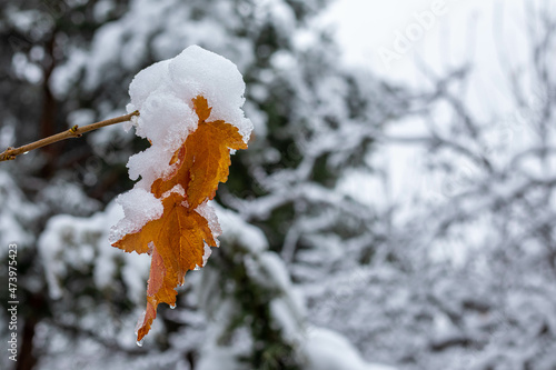 Brown autumn leaves covered by snow on the blurred winter background. Space for text.