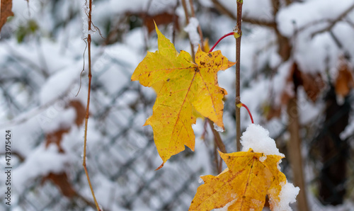 Orange autumn leaves on the blurred winter background. Space for text.
