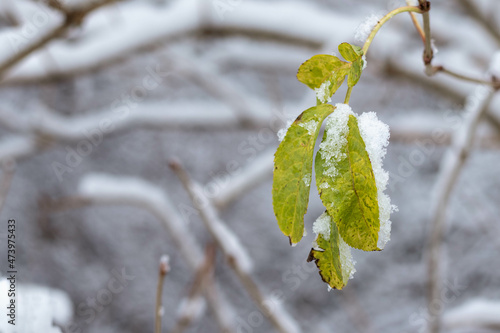 Autumn leaves covered by snow on the blurred winter background. Space for text.