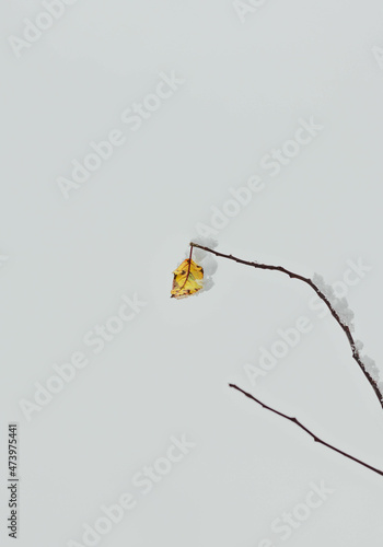 Yellow autumn leaf against grey foggy sky. Space for text.