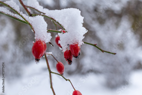 Red Rose Hip fruits covered by snow on the snowy background. Rosa canina.