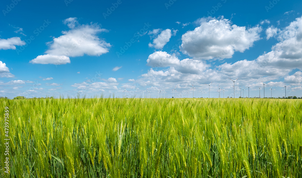 Obraz premium Panoramic view over beautiful farm landscape with green wheat field in closeup and wind turbines to produce green energy in Germany, Summer, at sunny day and blue cloudy sky.