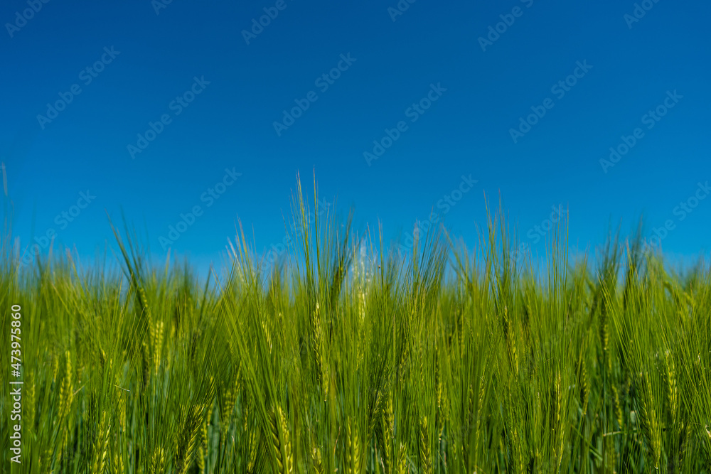 Banner with closeup view over beautiful farm landscape with green wheat field at Spring, at deep blue clean sky without clouds and copy space. Concept of sustainable agriculture. Banner with closeup view over beautiful farm landscape with green wheat field at Spring, at deep blue clean sky without clouds and copy space. Concept of sustainable agriculture.