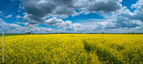 Panoramic of beautiful farm landscape with rapeseed at blossom field as biofuel, wind turbines to produce green energy in Germany, Spring, blue sky, sunny day. Concept of green energy production.
