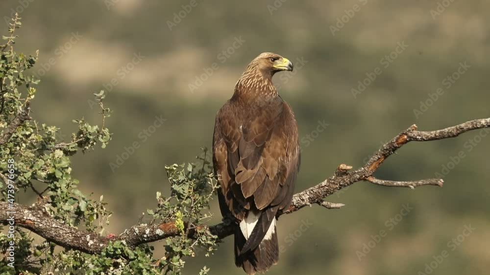 Young female Golden eagle on the trunk of an oak tree on a sunny winter day with first lights Young female Golden eagle on the trunk of an oak tree on a sunny winter day with first lights