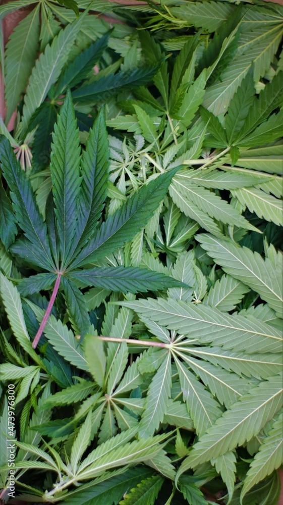 cannabis background in vertical frame orientation with freshly cut textured foliage of a plant, marijuana backdrop of fresh hemp plant leaves lying on top of each other cannabis background in vertical frame orientation with freshly cut textured foliage of a plant, marijuana backdrop of fresh hemp plant leaves lying on top of each other