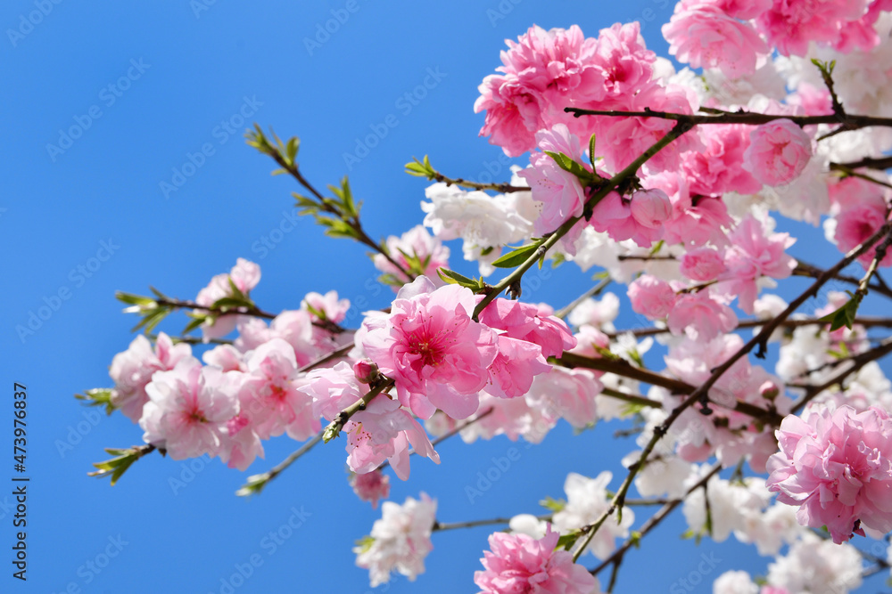 紅白の花が咲く源平桃 Stock Photo Adobe Stock
