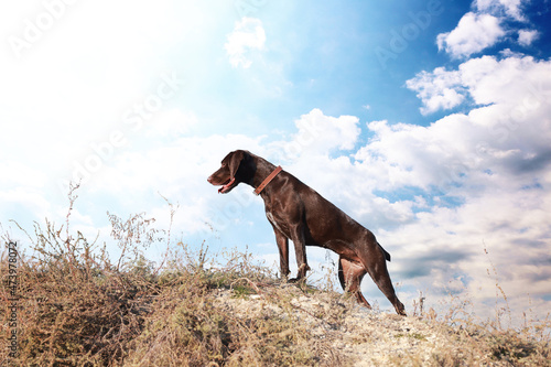 Bilde på lerret Cute German Shorthaired Pointer dog on hill outdoors