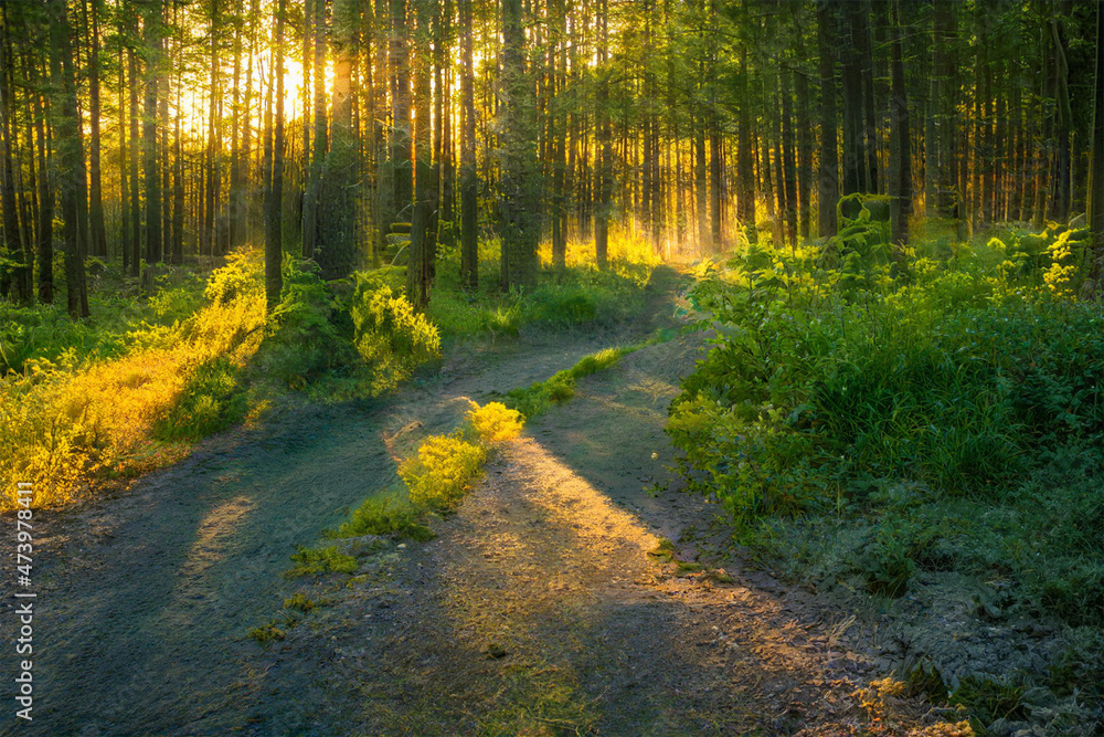 Fototapeta premium Magical sunset in the forest.