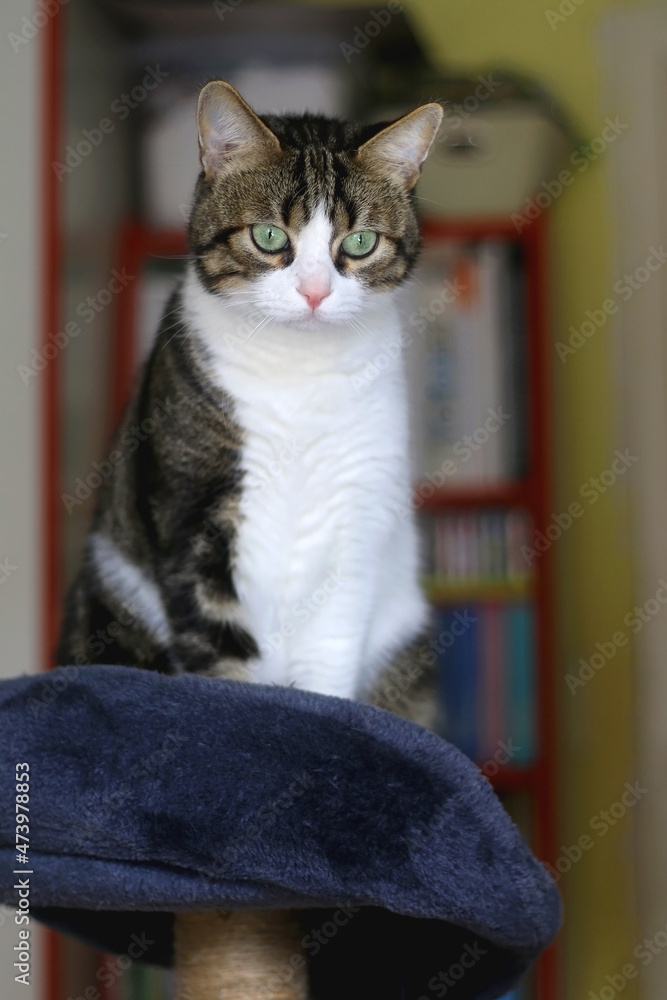 Beautiful tabby cat sitting on a cat tree at home. Selective focus. Beautiful tabby cat sitting on a cat tree at home. Selective focus.
