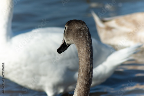 the gray swan is in the water of Lake Balaton
