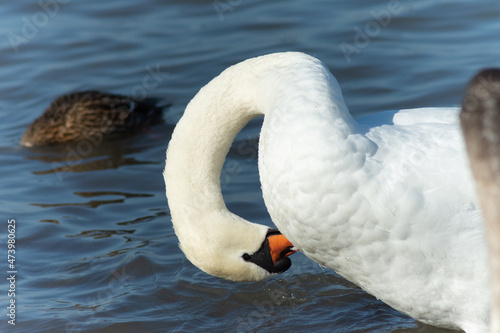 white swan leaning in the water
