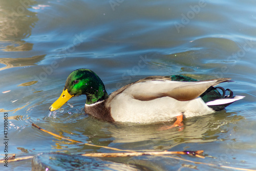 Wild duck swims in Lake Balaton