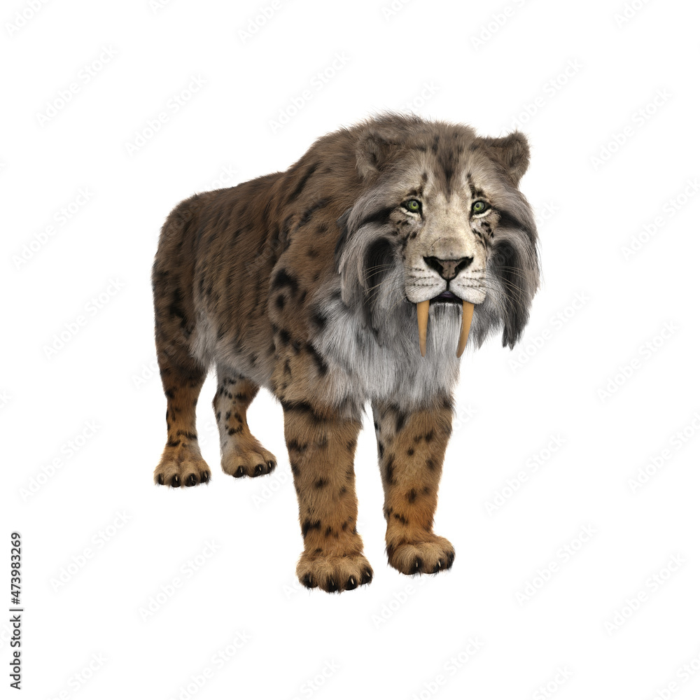 3D rendering of a Smilodon, the extinct pre-historic Sabre-tooth 3D rendering of a Smilodon, the extinct pre-historic Sabre-tooth
