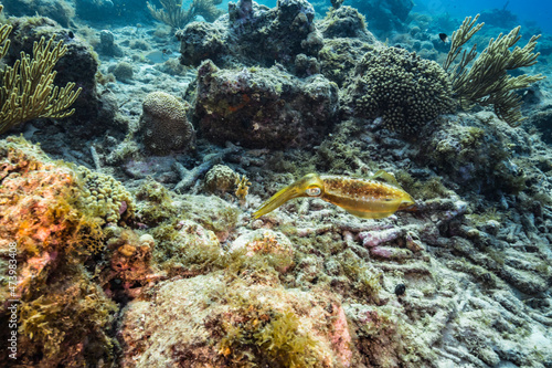 Seascape with Reef Squid, coral, and sponge in coral reef of Caribbean Sea, Curacao