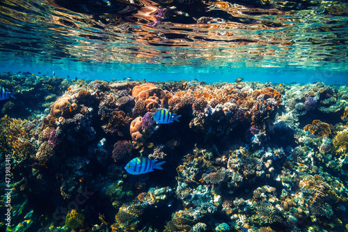  underwater coral reef on the red sea