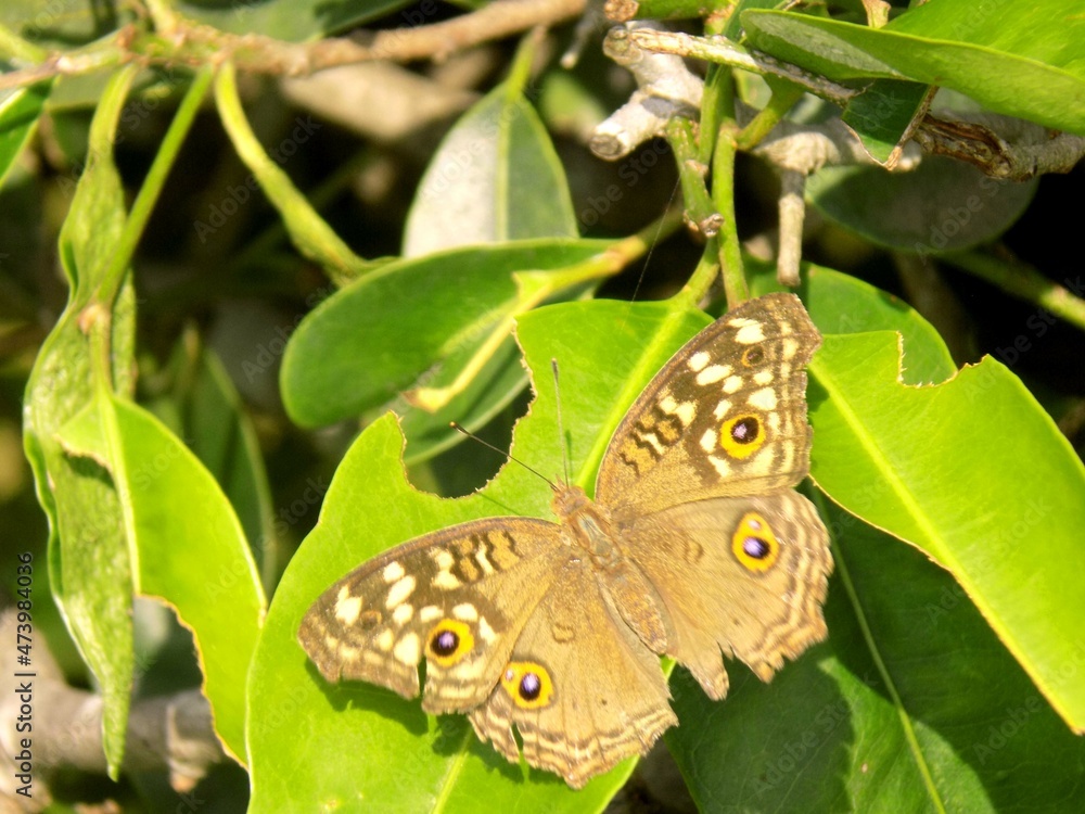 Fototapeta premium butterfly on leaf