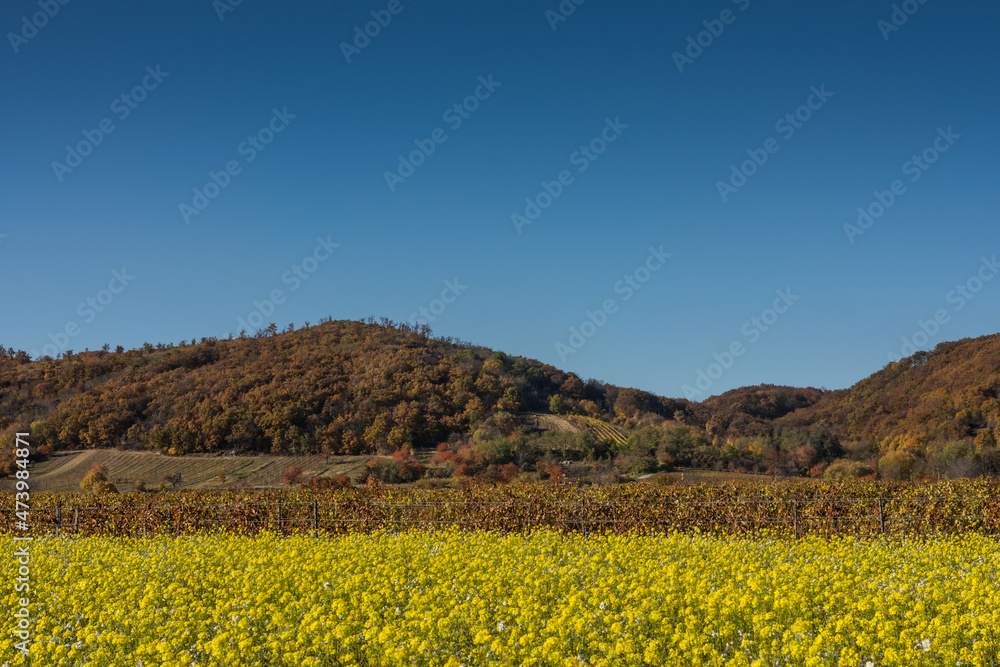canola field and colorful landscape with blue sky