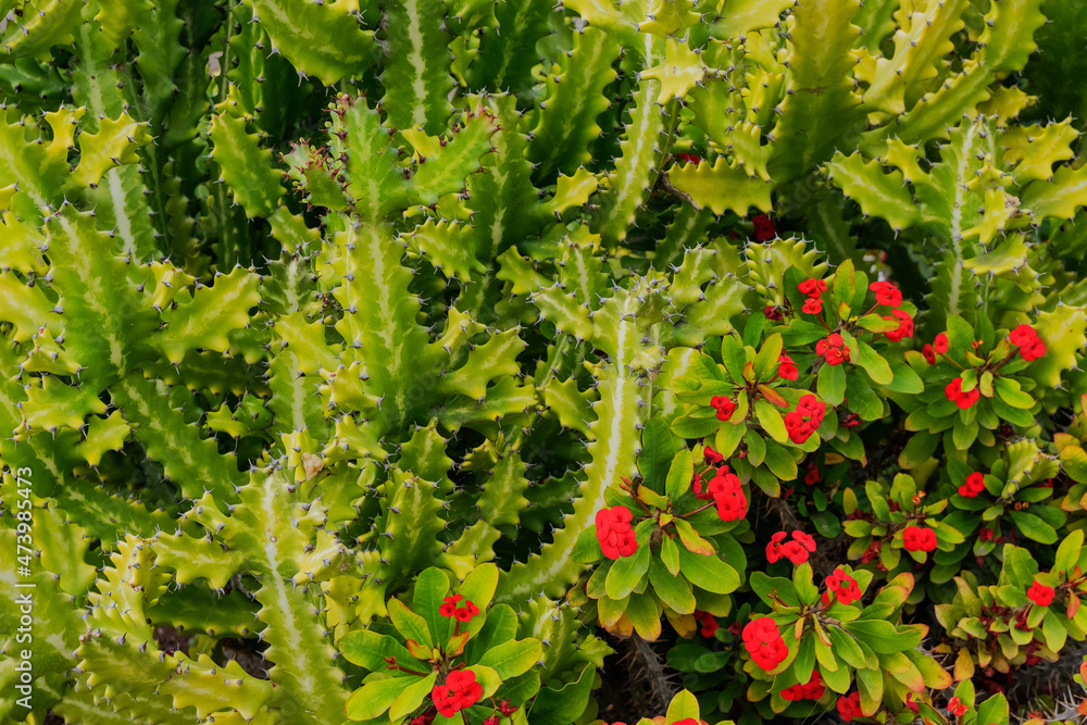 Euphorbiae succulents in Playa Los Americas on Tenerife, Spain