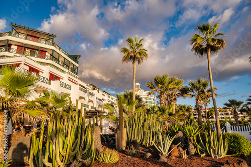 Euphorbiae succulents in Paya Los Americas on Tenerife, Spain photo