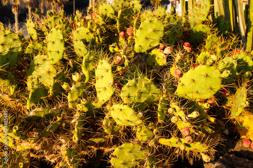 Cactus opuntia in Playa Los Americas on Tenerife, Spain photo