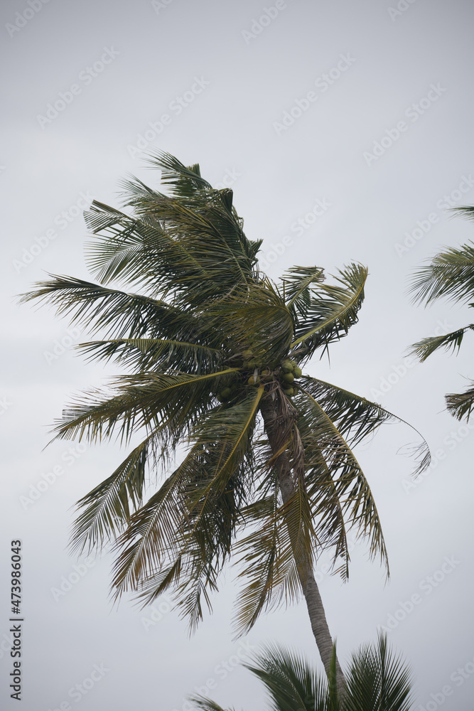 Fototapeta premium coconut palms and palm leaves bend in the storm and bad weather