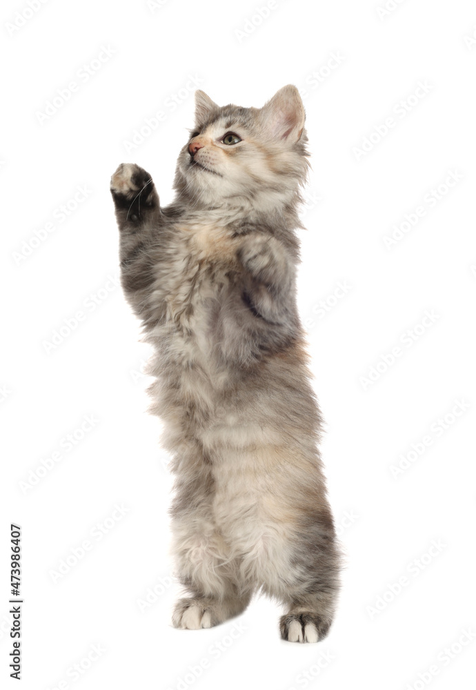 Cute fluffy kitten on white background. Baby animal Cute fluffy kitten on white background. Baby animal