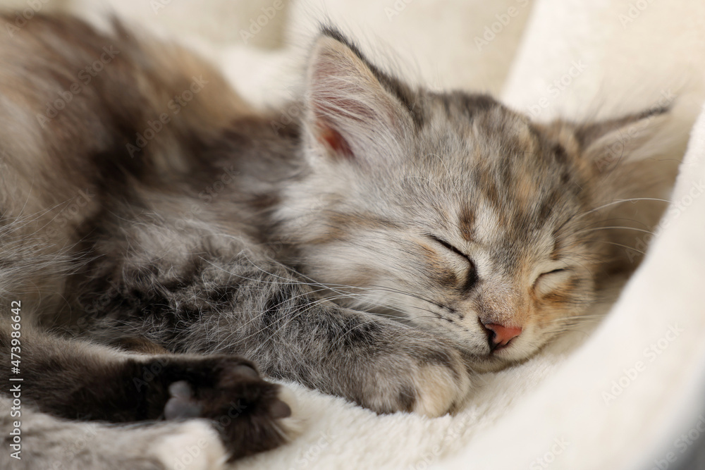 Cute fluffy kitten sleeping on pet bed, closeup