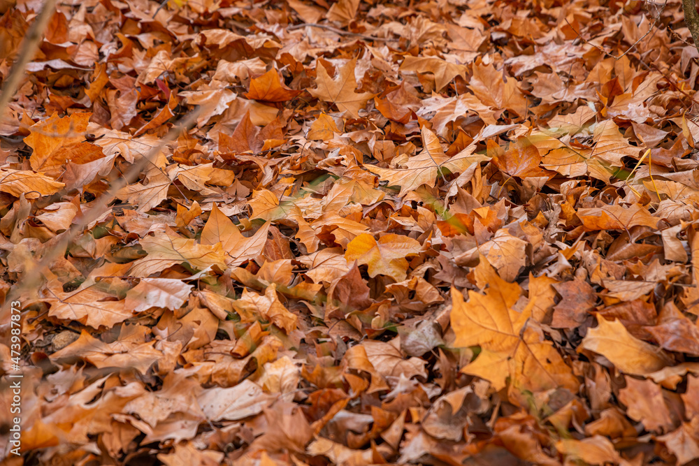 Autumn Autumn
