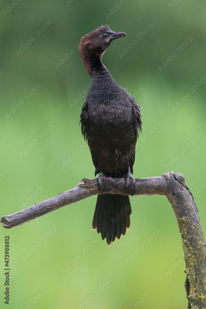 Fototapeta premium The pygmy cormorant (Microcarbo pygmaeus)