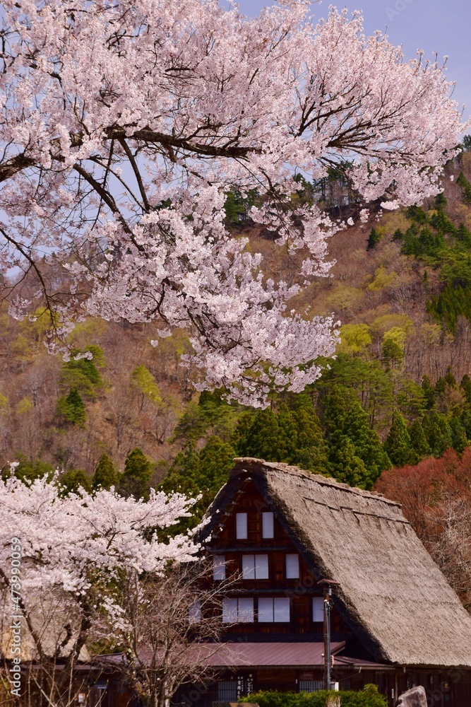 世界遺産　白川郷合掌造り集落　春景色