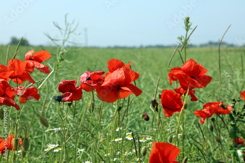 Close up of a bank of wild poppies  Derbyshire  England 