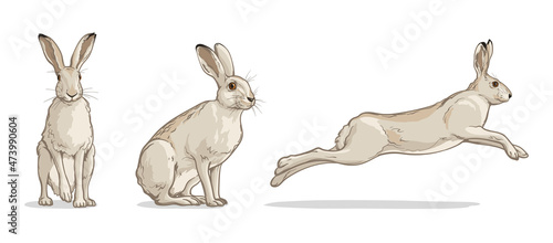 Photo White hare in different poses