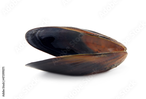 Open empty mussel shell isolated on white