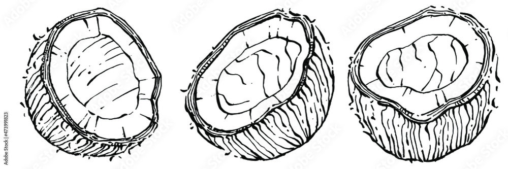 Vector coconut hand drawn Sketch. Vector tropical food illustration. Vintage style. The best for design logo, menu, label, icon, stamp. Vector coconut hand drawn Sketch. Vector tropical food illustration. Vintage style. The best for design logo, menu, label, icon, stamp.