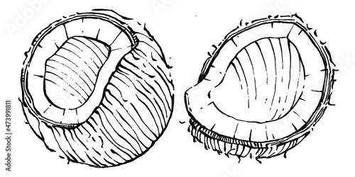 Vector coconut hand drawn Sketch. Vector tropical food illustration. Vintage style. The best for design logo, menu, label, icon, stamp.