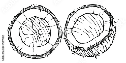 Vector coconut hand drawn Sketch. Vector tropical food illustration. Vintage style. The best for design logo, menu, label, icon, stamp.