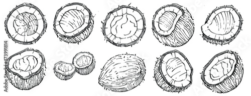 Vector coconut hand drawn Sketch. Vector tropical food illustration. Vintage style. The best for design logo, menu, label, icon, stamp.