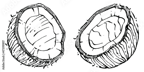 Vector coconut hand drawn Sketch. Vector tropical food illustration. Vintage style. The best for design logo, menu, label, icon, stamp.