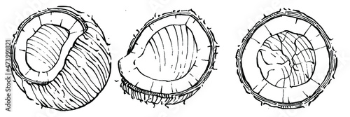 Vector coconut hand drawn Sketch. Vector tropical food illustration. Vintage style. The best for design logo, menu, label, icon, stamp.