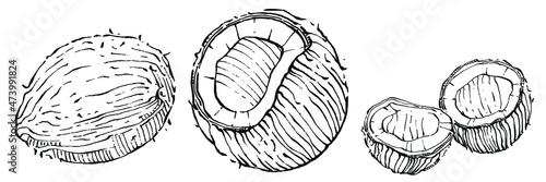 Vector coconut hand drawn Sketch. Vector tropical food illustration. Vintage style. The best for design logo, menu, label, icon, stamp.