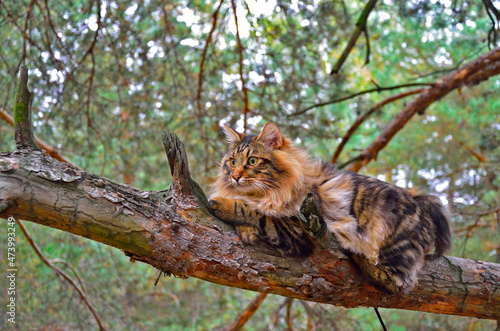 Canvas-taulu The cat for a walk lies on a tree in a pine forest