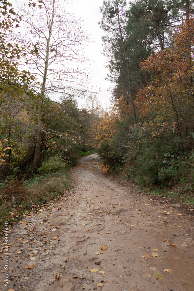 Obraz premium Autumn forest nature. Vivid morning in colorful forest with sun rays through branches of trees. Scenery of nature with sunlight. No people.